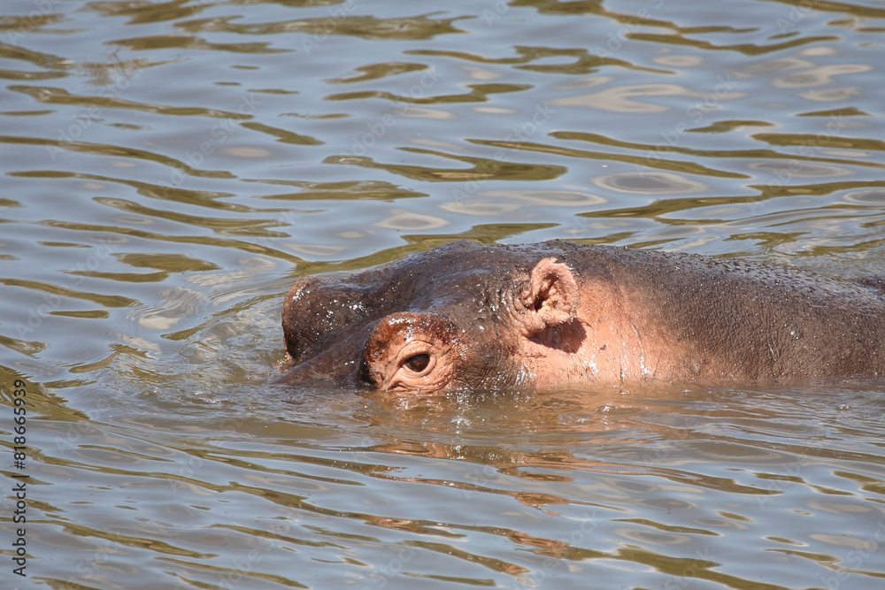 Flußpferd / Hippopotamus / Hippopotamus amphibius Flußpferd / Hippopotamus / Hippopotamus amphibius