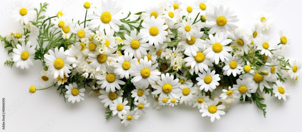 A floral arrangement of chamomile flowers on a white backdrop representing the essence of spring and summer Captured from a top down perspective offering ample space for creative use