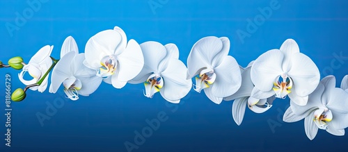 A beautiful white orchid flower in bloom with a blue background and copy space image