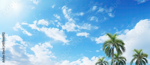 A fresh and sunny day with palm trees against a blue sky and white clouds creating a copy space image that symbolizes environment and ecology