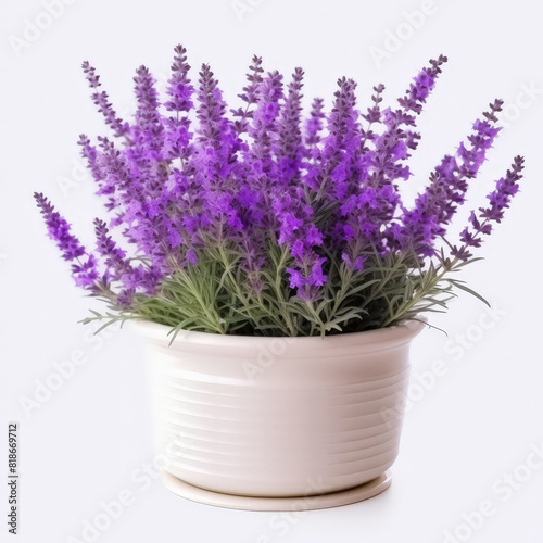 A white pot of lavender flower on white background