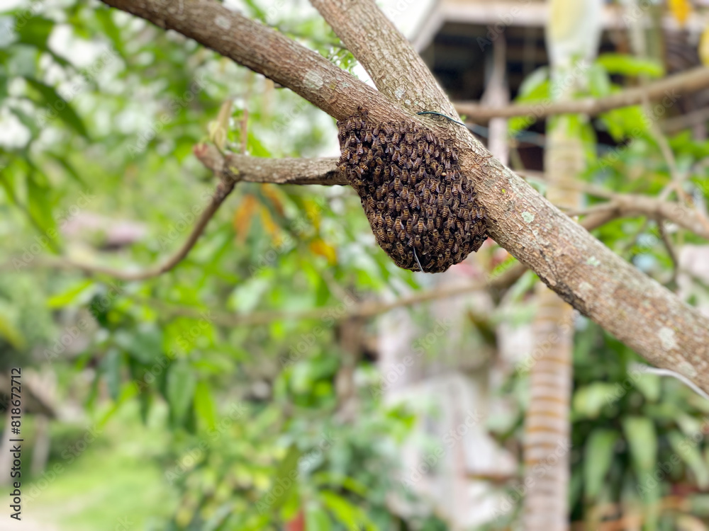 Honeybee swarming on mango tree background. Side view. Stock photo. Honeybee swarming on mango tree background. Side view. Stock photo.