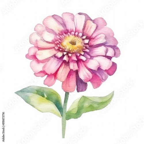 Zinnia flower with leafs, pastel watercolor drawing
