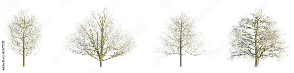 Obraz premium Fagus sylvatica winter 4k png cutout transparent