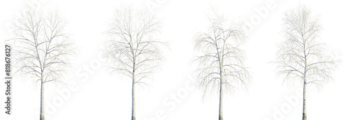 Foto Betula pendula winter 4k png cutout transparent