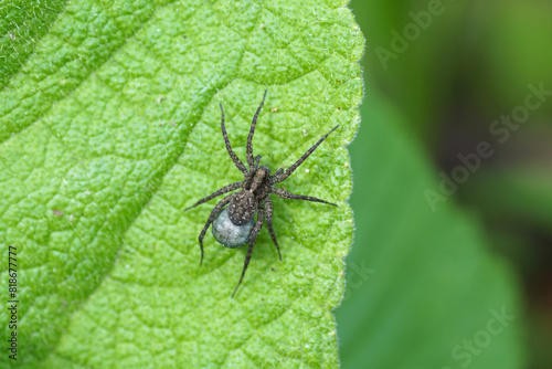 Close up female wolf spider (Pardosa) carrying the egg sac by attaching it to her spinnerets Family wolf spiders (Lycosidae). Dutch garden. Spring, May © Thijs de Graaf