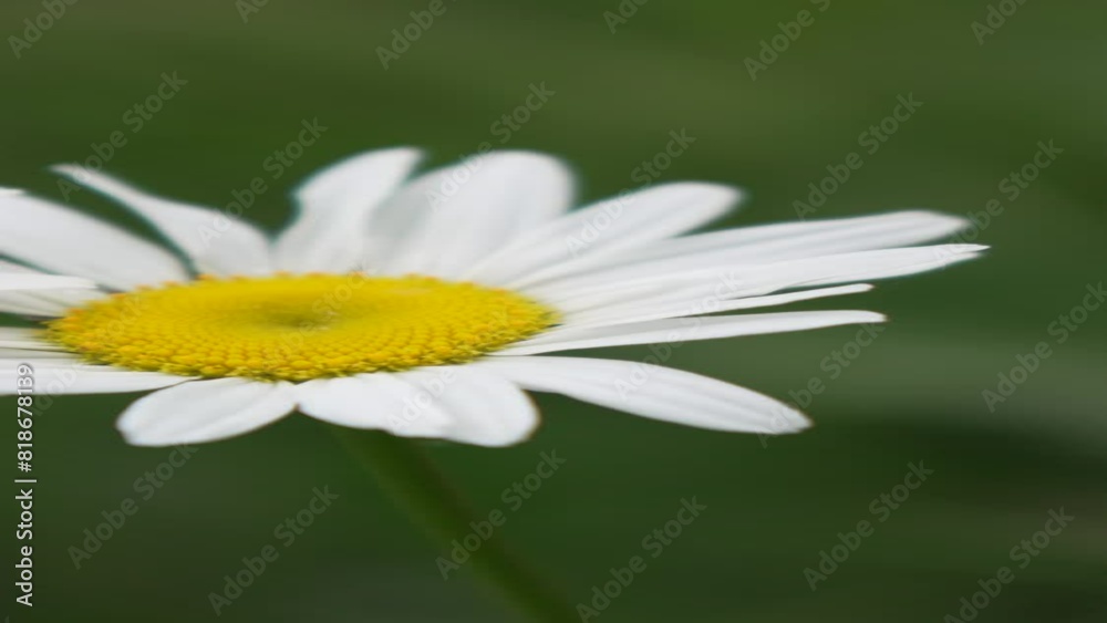 Chamomile. White daisy flowers in a summer field at sunset. Silhouette of blooming Chamomile flowers. Close up slow motion. Nature, flowers, spring, biology, fauna concept. vertical video Chamomile. White daisy flowers in a summer field at sunset. Silhouette of blooming Chamomile flowers. Close up slow motion. Nature, flowers, spring, biology, fauna concept. vertical video
