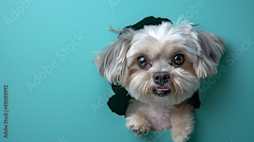A cute puppy dog peeking out of an azure background from a hole in paper with copy space. Adorable Pet Photography.