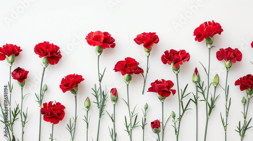 Red carnations on white background