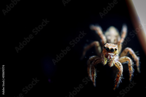 jumping spider close up detail with macro shot