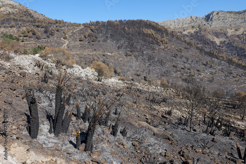 Nach dem Waldbrand in Spanien