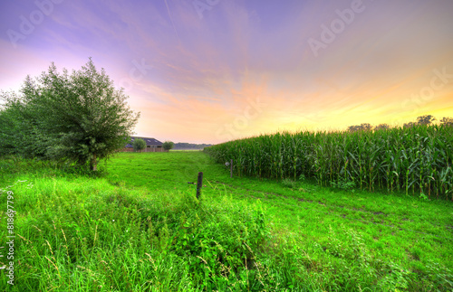 Sunset falls over a cornfield in The Netherlands. photo