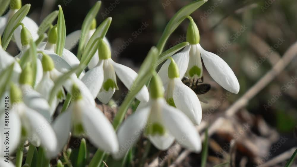 Snowdrops, flower, spring. White snowdrops bloom in garden, early spring, signaling end of winter. Snowdrops, flower, spring. White snowdrops bloom in garden, early spring, signaling end of winter.