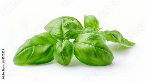 A bunch of fresh green basil leaves isolated on white background.