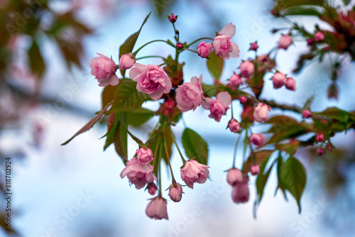 Bright cherry blossom. Spring cherry blossoms