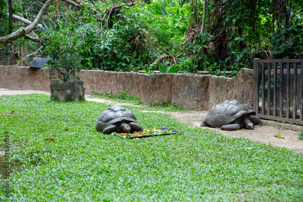 Naklejka premium Feed food to turtle in Khao Kheow Open Zoo