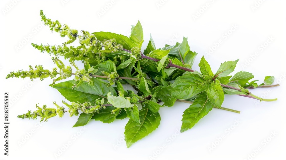Fresh organic holy basil leaves isolated on white background. Fresh organic holy basil leaves isolated on white background.