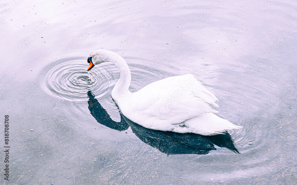 Fototapeta premium swan in the water