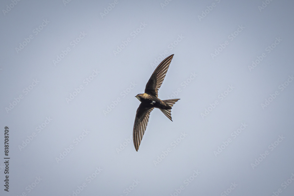 Obraz premium swallow