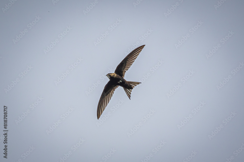 Fototapeta premium swallow