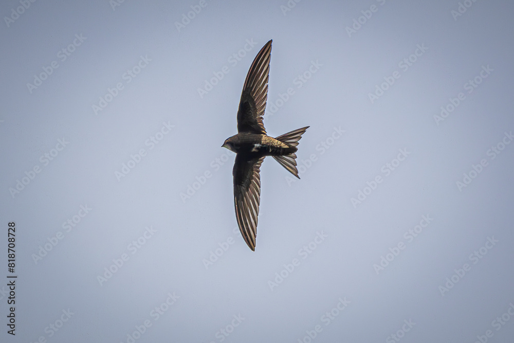 Fototapeta premium swallow