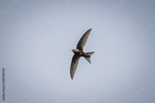 swallow