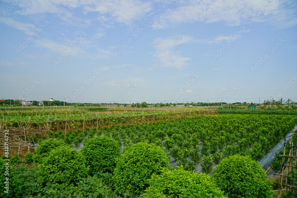 Landscape of agricultural fields in the countryside