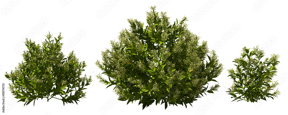 night jasmine shrub blooming bush plants hq arch viz cutout night jasmine shrub blooming bush plants hq arch viz cutout
