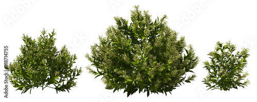 night jasmine shrub blooming bush plants hq arch viz cutout