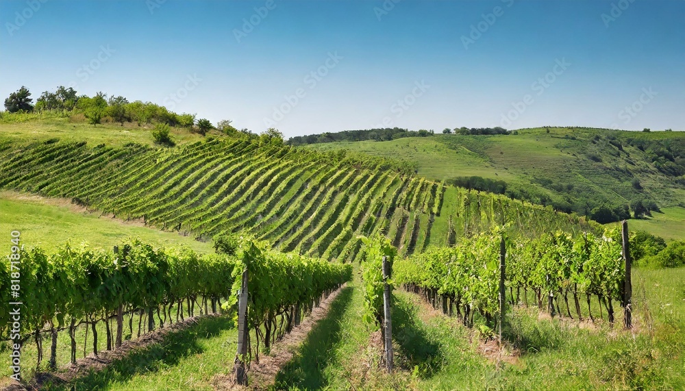 A picturesque vineyard on rolling hills under a clear blue sky.
