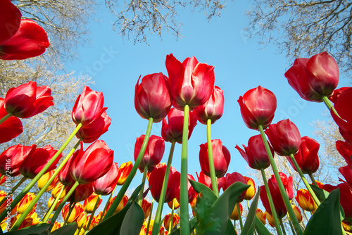 Tulips on sky background.
