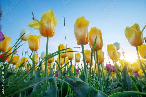 Tulips on sky background during the sunset. photo