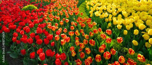 Colorful tulips flowers.