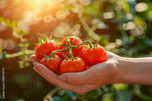 Hand Holding Fresh Juicy Tomatoes in Sunlit Garden