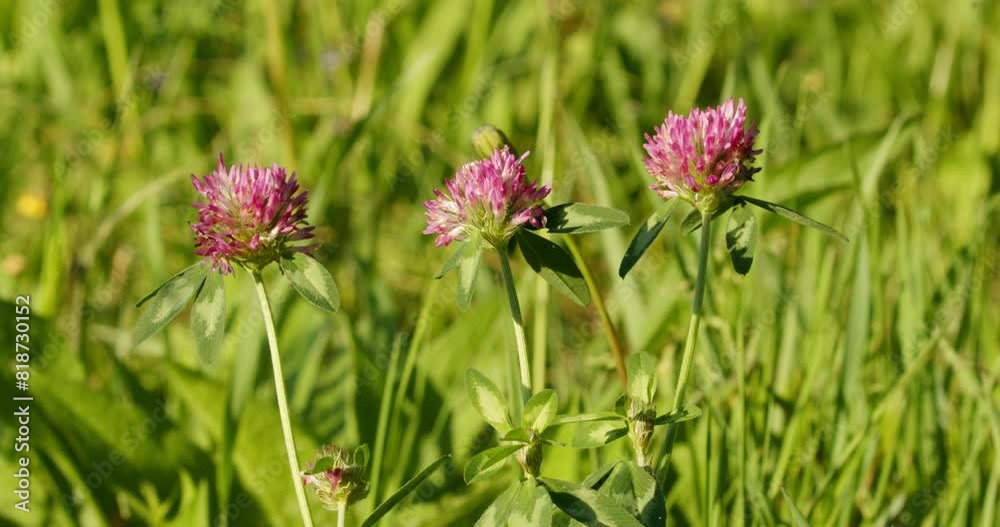 The flower of Trifolium pratense, the red clover The flower of Trifolium pratense, the red clover