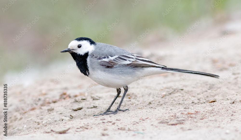 Fototapeta premium white wagtail on the beach