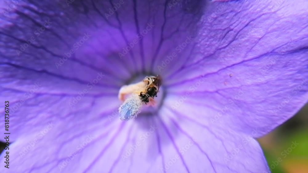 Bee Collecting Pollen: Macro Footage of Tetragonula iridipennis on Flower Pollinating.
Known as The Indian stingless bee, dammar bee.