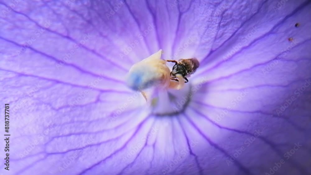 Bee Collecting Pollen: Macro Footage of Tetragonula iridipennis on Flower Pollinating.
Known as The Indian stingless bee, dammar bee.