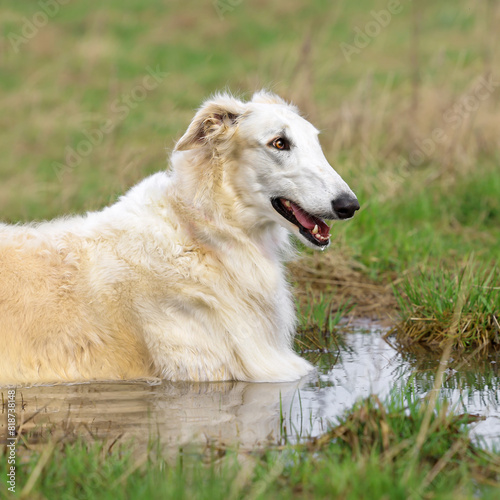 Russian greyhound hound dog, in a large puddle on a field in the spring, rests after a quick run.