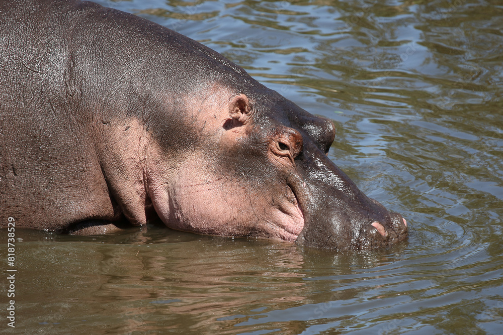 Flußpferd / Hippopotamus / Hippopotamus amphibius Flußpferd / Hippopotamus / Hippopotamus amphibius
