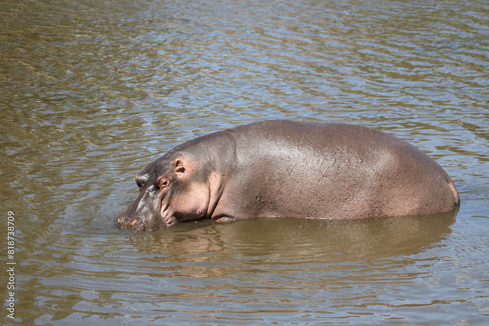 Fototapeta premium Flußpferd / Hippopotamus / Hippopotamus amphibius