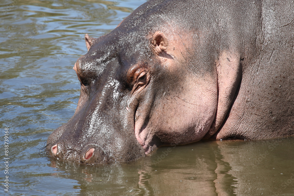 Flußpferd / Hippopotamus / Hippopotamus amphibius Flußpferd / Hippopotamus / Hippopotamus amphibius