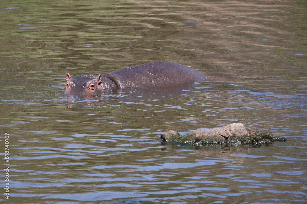 Fototapeta premium Flußpferd / Hippopotamus / Hippopotamus amphibius
