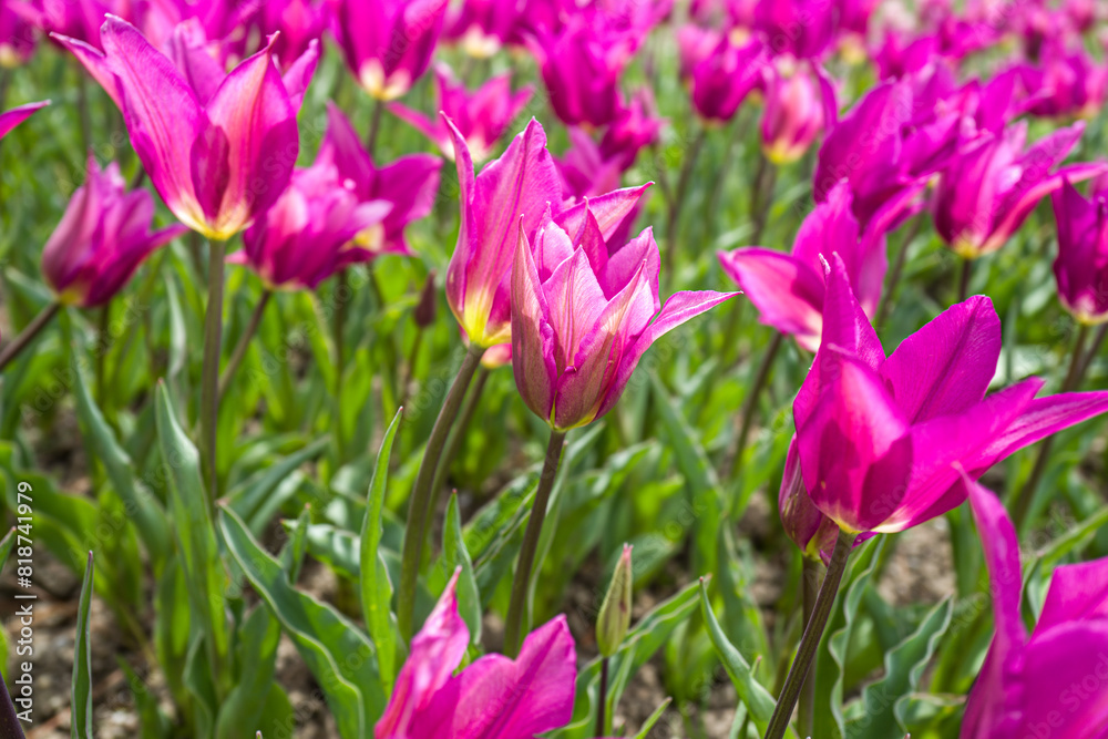 a field of purple tulips blooming in the sun
