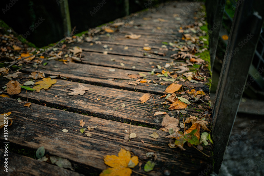 an old wooden walkway that is surrounded by leaves and plants an old wooden walkway that is surrounded by leaves and plants