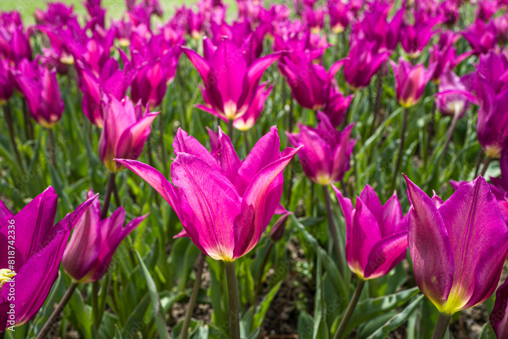 Obraz premium closeup of red tulips blooming in the sunlight
