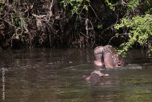 Flußpferd / Hippopotamus / Hippopotamus amphibius..