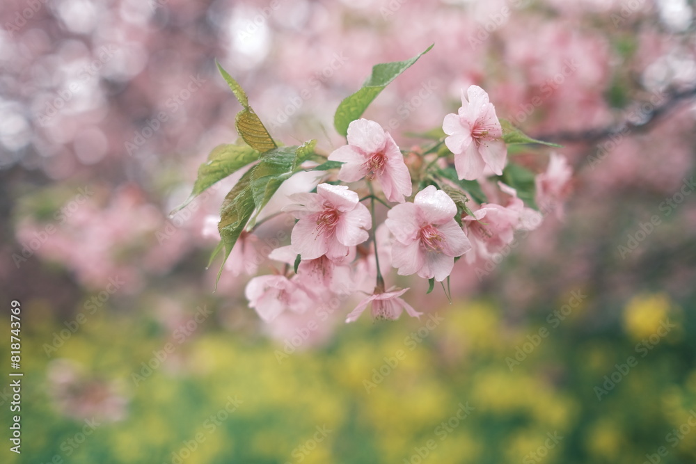 Fototapeta premium First cherry blossoms in March 2024 in Japan.