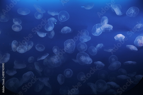 Jellyfish in an aquarium photo