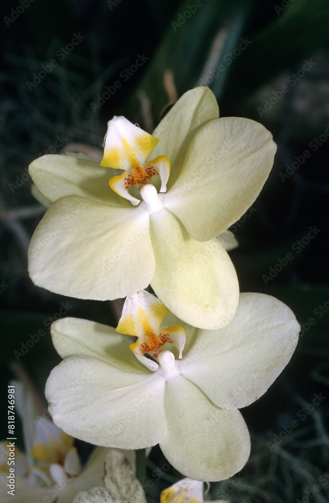 Phalaenopsis hybride 'Yellow Bird' , Orchidée hybride Phalaenopsis hybride 'Yellow Bird' , Orchidée hybride